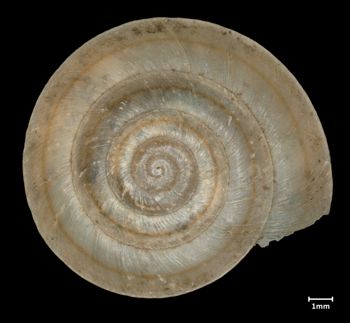 Media type: image;   Malacology 87868 Aspect: apical